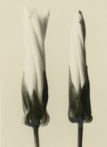 Calystegia sepium, 1929 (fotoincisione) da Karl Blossfeldt